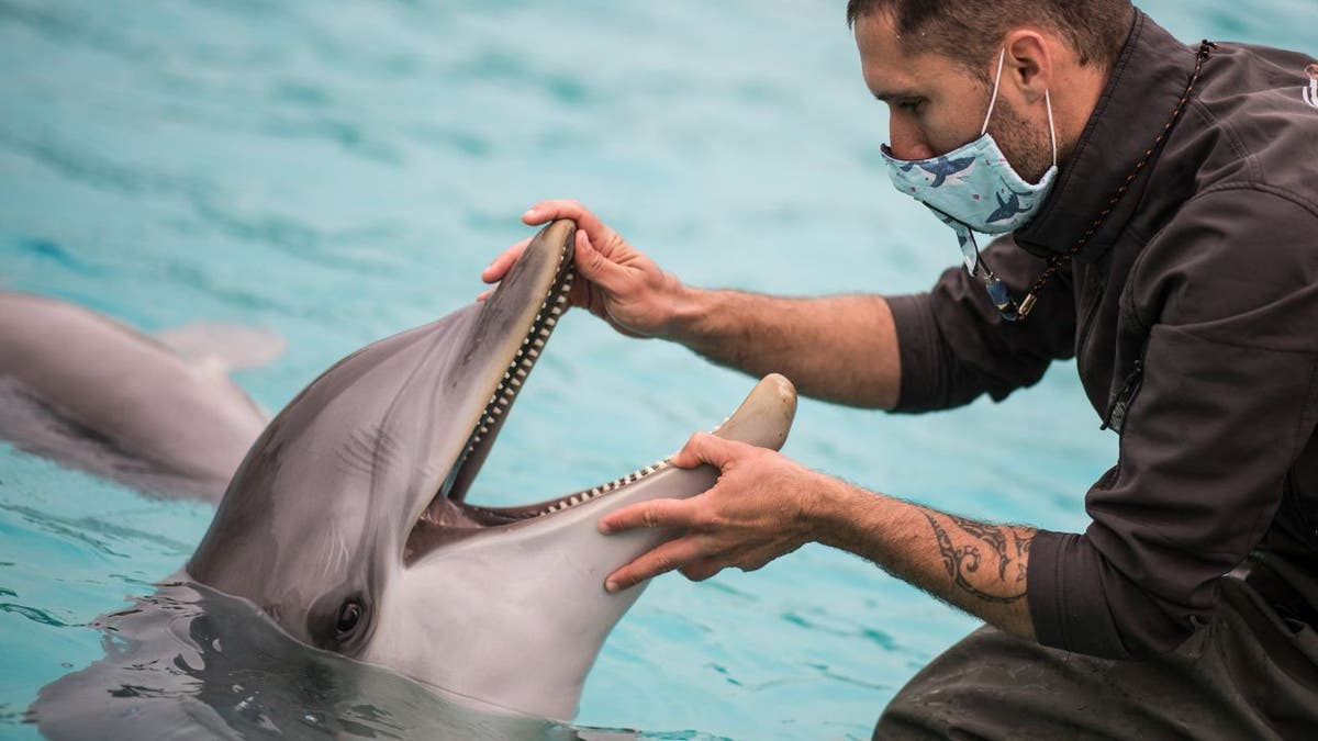 A ZOOOKEPER carrying a protective mask looks inside a dolphin.