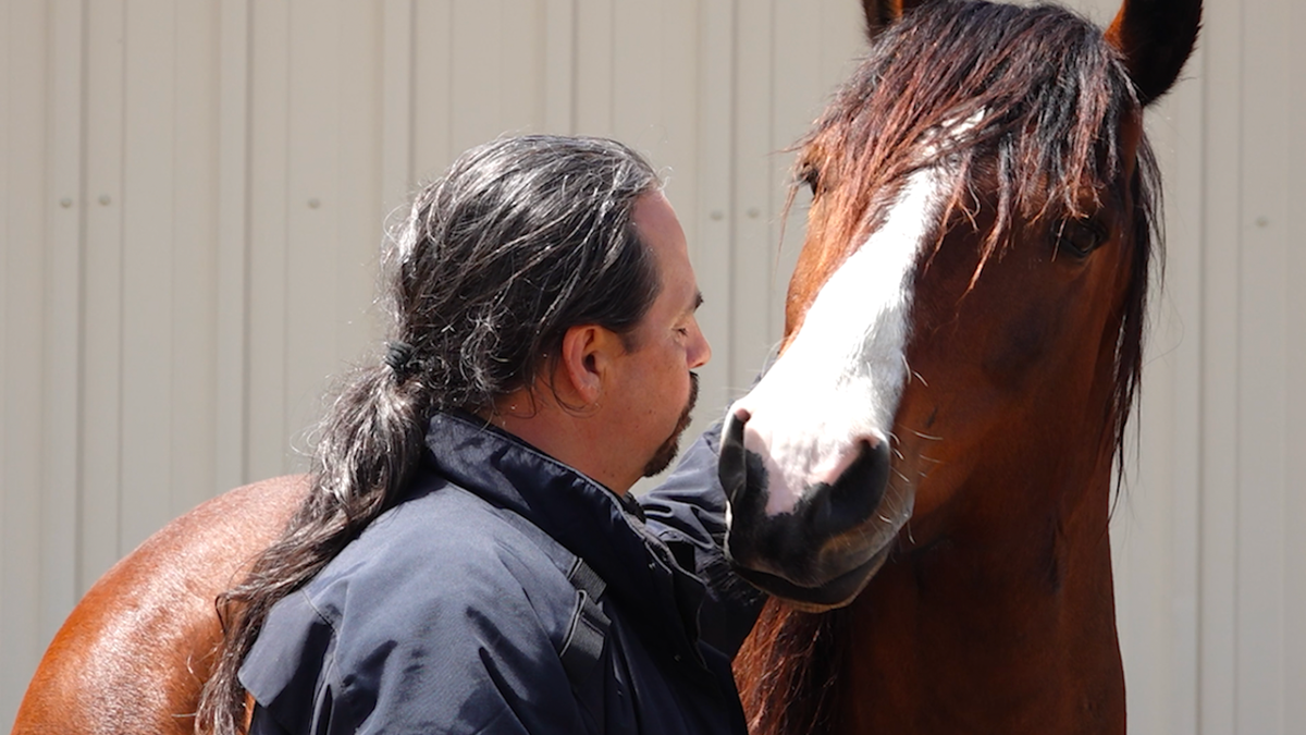 Veteran horses names