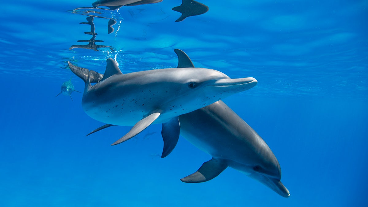 Google works to decode the communication of dolphins using AI