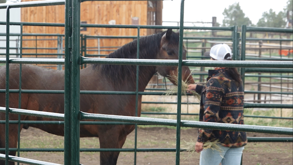 Memorial Day: wild Mustangs help veterans to heal through the Wyoming Ranch program